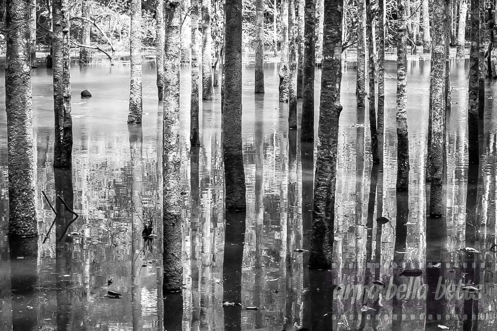 Submerged trees in the moat of Angkor Thom