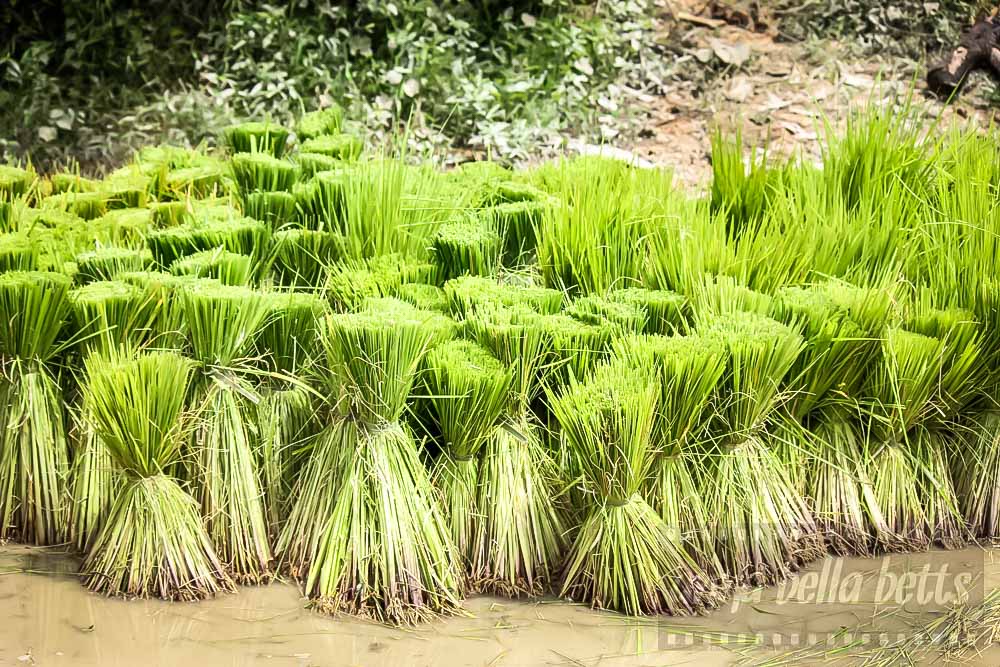 Young green shoots of rice ready to be replanted