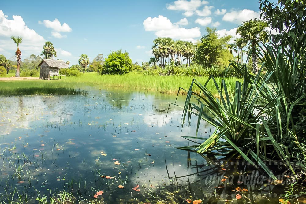 Vibrant countryside near Siem Reap