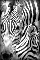 Zebra 2