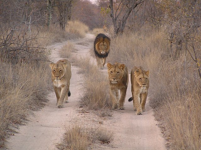 GVI wildlife - Limpopo SA