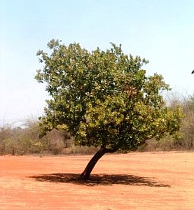 lone-tree-in-sun