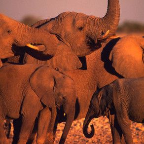 African savanna elephant (Loxodonta africana africana)