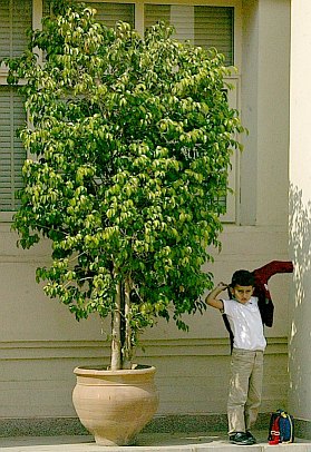 tree-and-student-putting-coat-on