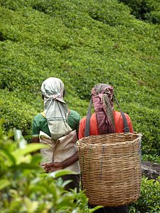 Tea workers