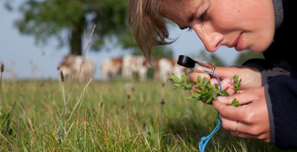 plant-and-magnifying-glass