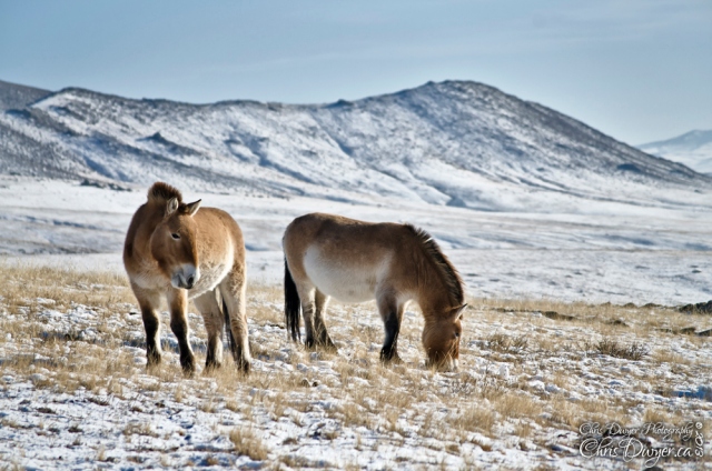 Horses in Mongolia