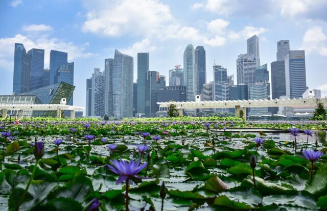 City skyline with water lilies foreground
