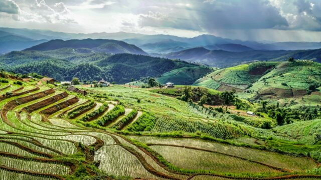 Lush terraced rice fields in mountains.