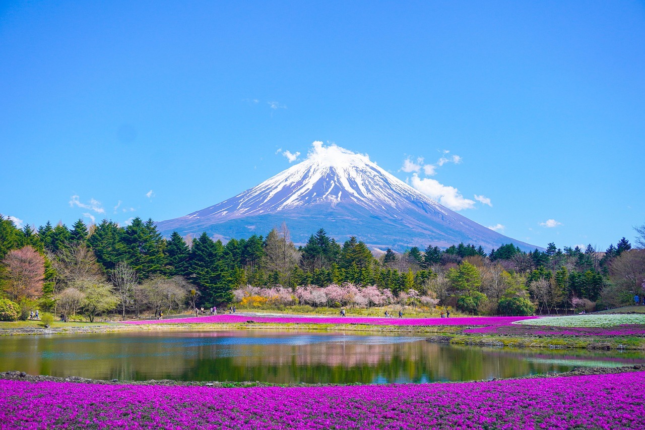Snow-capped Mount Fuji in Japan behind a field of purple shibazakura (moss phlox) flowers and green trees