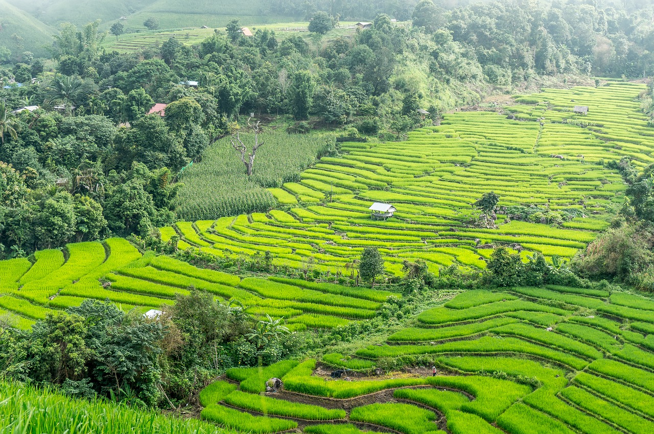 Teaching in Chiang Mai by an international teacher