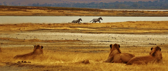 serengeti